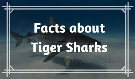 fun tiger shark facts  kids ntikl