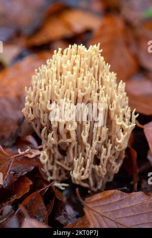 Farnham Common Uk Th November Ramaria Stricta Upright Coral