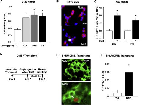 Osteoprotegerin And Denosumab Stimulate Human Beta Cell Proliferation