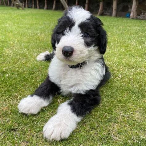 15 Adorable Photos Of Old English Sheepdog Puppies With Pure Beauty ...