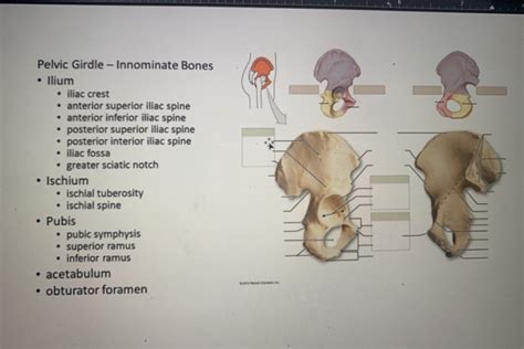 Solved Pelvic Girdle Innominate Bones • Ilium • Iliac