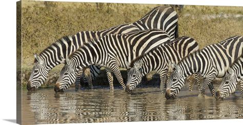 Africa Tanzania Zebra Equus Quagga Drinking At Ngorongoro Crater