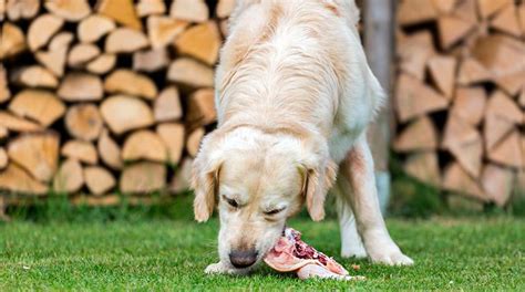 Les Chiens Peuvent Ils Manger Du Poulet Nos Amis Les Animaux