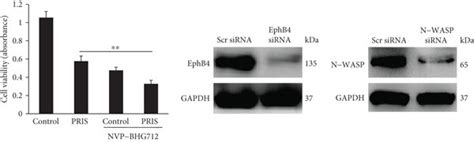 Ephb4 Cdc42 N Wasp Signaling Plays A Role In Pris Induced Cell Death In Download Scientific