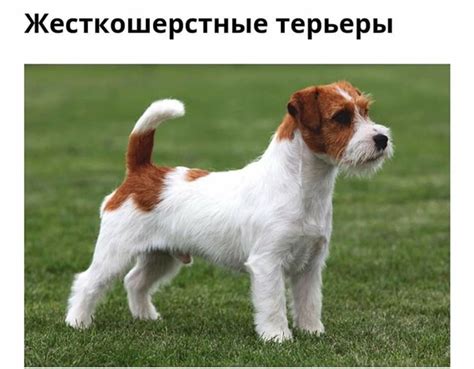 Уход за шерстью Джек Рассел терьера или что такое груминг и с чем его ...