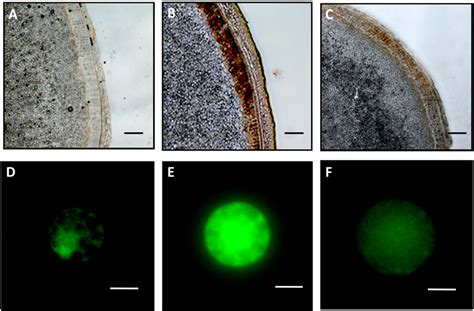 Figure 1 From Reactive Oxygen Species Are Involved In Gibberellin