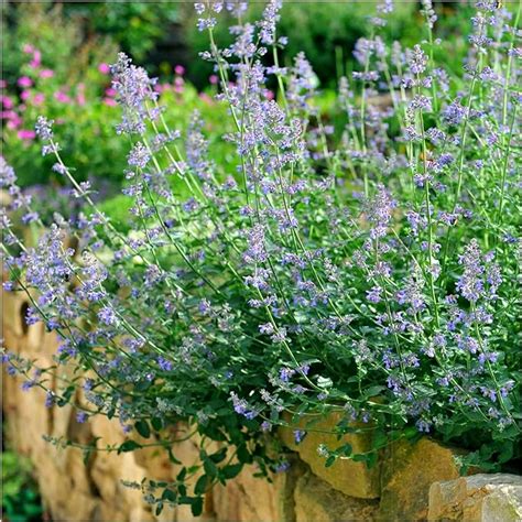 Nepeta Six Hills Giant Catmint In 2l Pot Attractive Aromatic