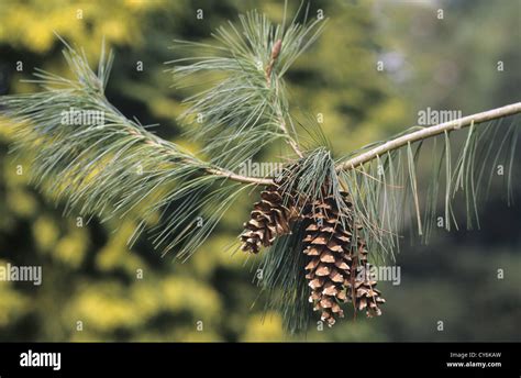 Weymouth Pine Pinus Strobus Pinaceae Stock Photo Alamy