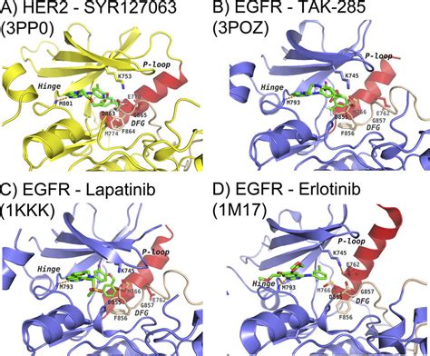 HER2 And EGFR Mechanism Of Inhibition Binding Modes Of SYR127063 In