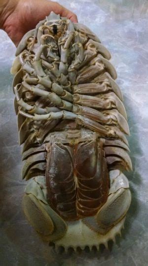 The 3D-Printed Giant Deep-sea Isopod You Always Wanted. | Southern ...