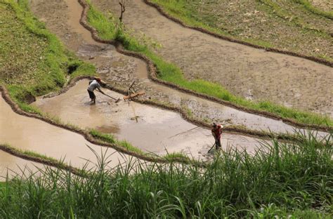 Gente Trabajando En Campos De Arroz En Bali Indonesia Horizontal