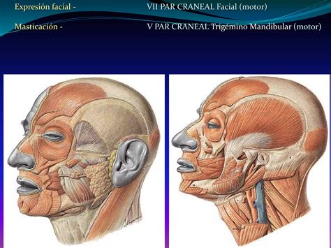 M Sculos De La Cara Morfo Iii Ing Biom Dica Ppt