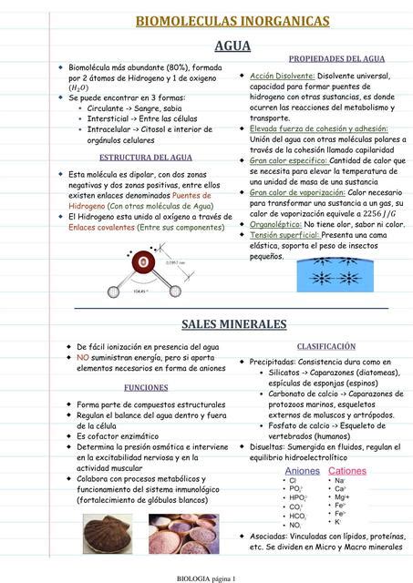 Biomoléculas Inorgánicas Clau uDocz