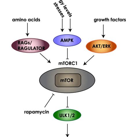 Autophagosome Formation Simplified Cartoon Depicts The Stages Of