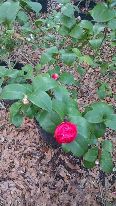 General Information Camellia Heaven Flowers Tallahassee Fl Page