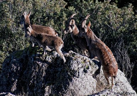 Flora Y Fauna De Arbuniel Ja N Cabra Mont S Capra Pyrenaica Hispanica