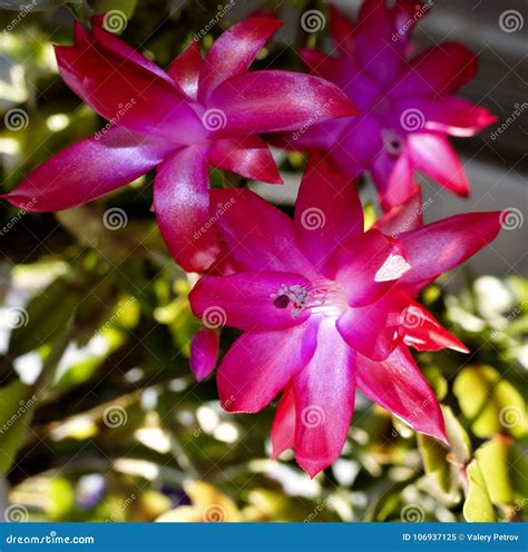 Blooming the Christmas Cactus Stock Image - Image of stamen, macro: 106937125