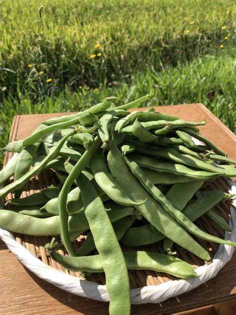 北海道産ささげ豆の美味しい食べ方① Asante Farm アサンテ・ファーム