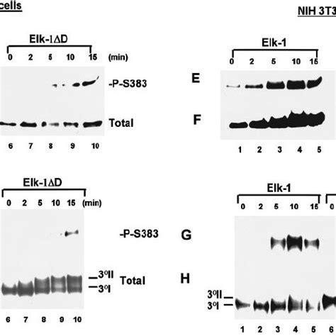 The Elk 1 D Domain Acts As A Binding Site For The Erk And Jnk Mapks