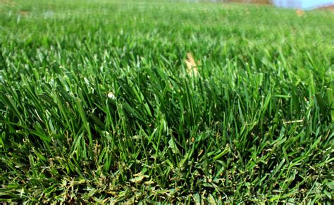 Grass 101: The Earth’s Blanket | DOZR 