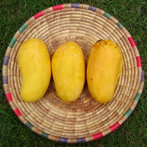 Фрукт Манго (Mangifera indica) – список сортов