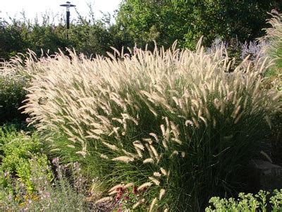 Ornamental Grass Care - Why And How To Prune Back In The Winter