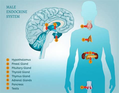 Endocrine System Male