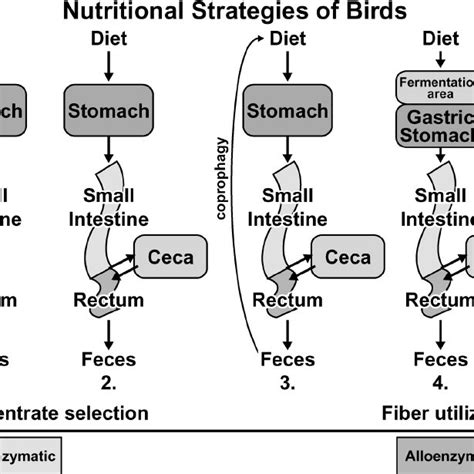 Proportions Of Avian And Mammalian Families Feeding On Different Food