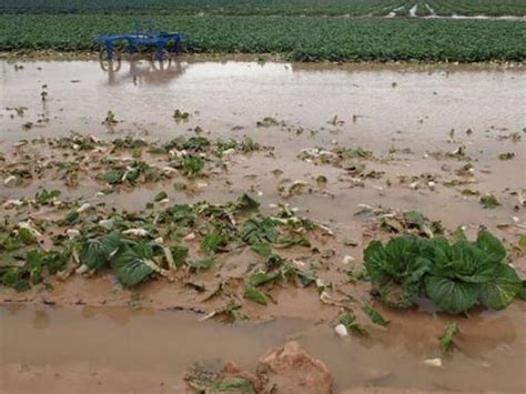 Lluvias Afectan A Cultivos Por Encharcamientos Plagas Y Hongos