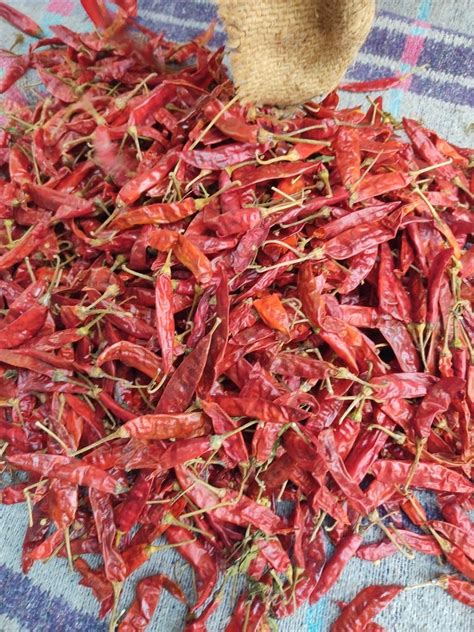 Guntur Teja Dry Red Chilli At Kg S Sannam Guntur Dry Red