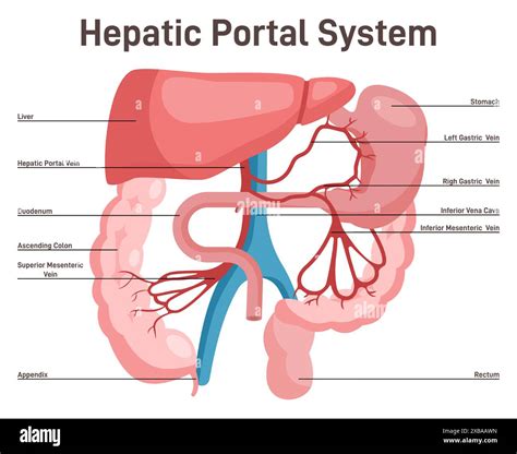 Hepatic Portal System Anatomy Of Human Liver And Blood Vessels With