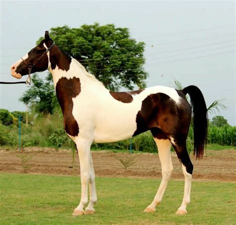 Marwari mare in 2024 | Marwari horses, Horses, Warmblood