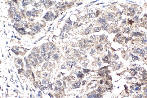 Cleaved Caspase 3p17 Antibody 68773 1 Ig Proteintech