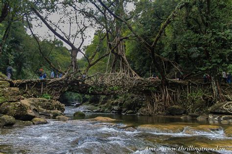 Unraveling the mysterious Living Root Bridge, Meghalaya - Thrilling Travel