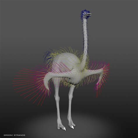 Somali Ostrich :: Behance