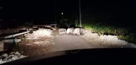 Slobodna Dalmacija Divljač usred sezone hara dalmatinskim otocima