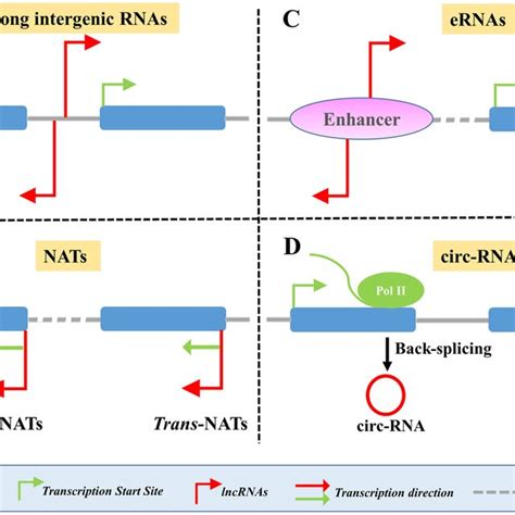 Classification Of Long Non Coding Rnas Lncrnas Based On Their