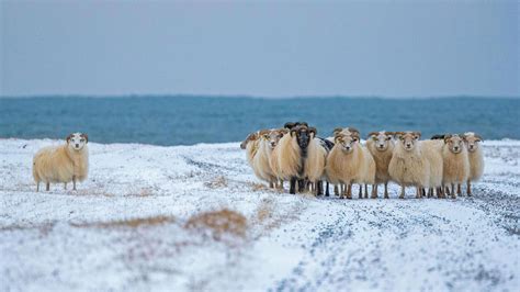 Bing HD Wallpaper Dec 12, 2019: On the lookout for Sheep-Cote Clod ...