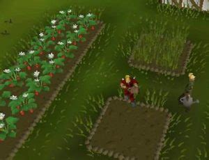 OSRS Farming Patches | OSRS Fruit Tree Patches