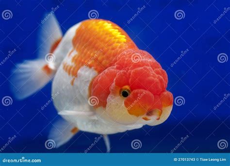 Lionhead Ranchu Goldfish