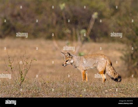 Bengal fox (Vulpes bengalensis), Bengal foxes, fox, foxes, canines ...