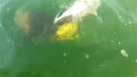 Stunning video of a shark getting eaten by a grouper fish | abc11.com