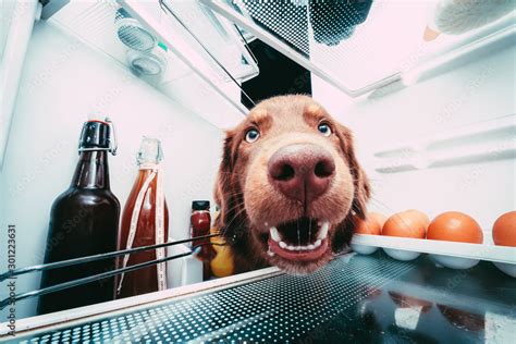 neugieriger Hund steckt Nase in den Kühlschrank Stock Photo Adobe