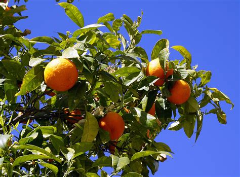 How To Grow Productive Citrus Trees