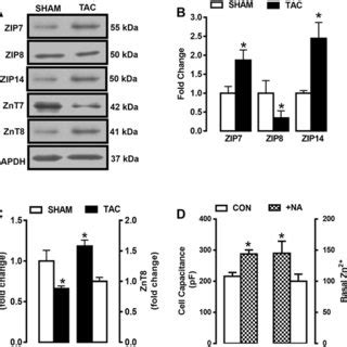 Expression Levels Of Zip Zip Zip Znt And Znt In Heart Tissue