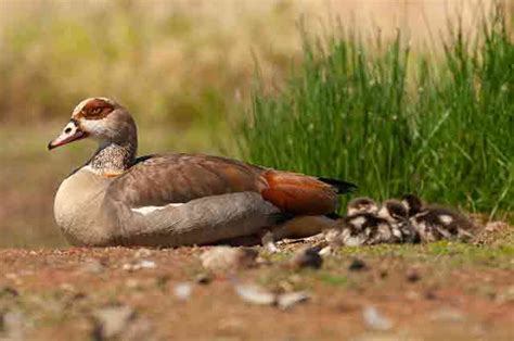 Egyptian Goose | Bird Identification Guide | Bird Spot