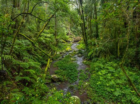 Brindle Creek Circuit Dean Trezise Flickr