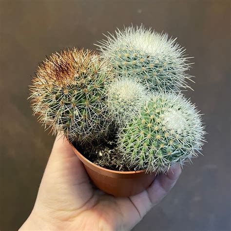 Mammillaria spinosissima | grow urban. Edinburgh