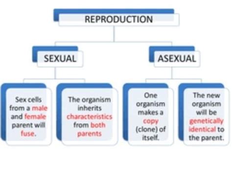 Draw A Flowchart To Show Different Types Of Reproduction With Examples