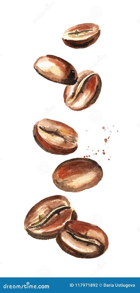 Falling Coffee Beans Watercolor Hand Drawn Illustration Isolated On